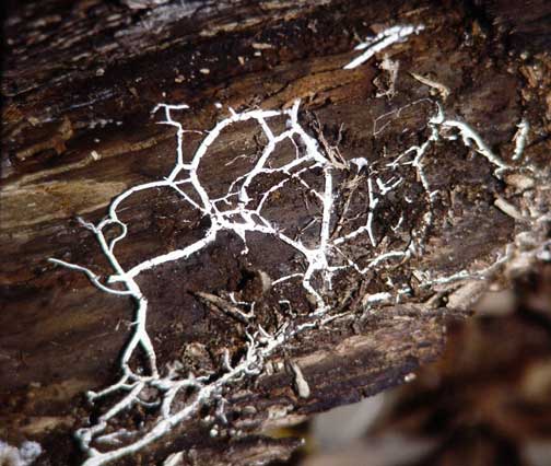 Mycelium on rotting wood