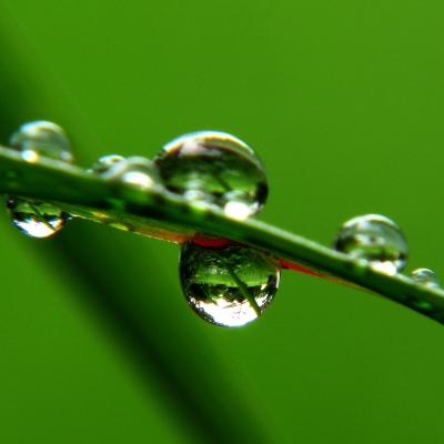 Raindrops on a leaf