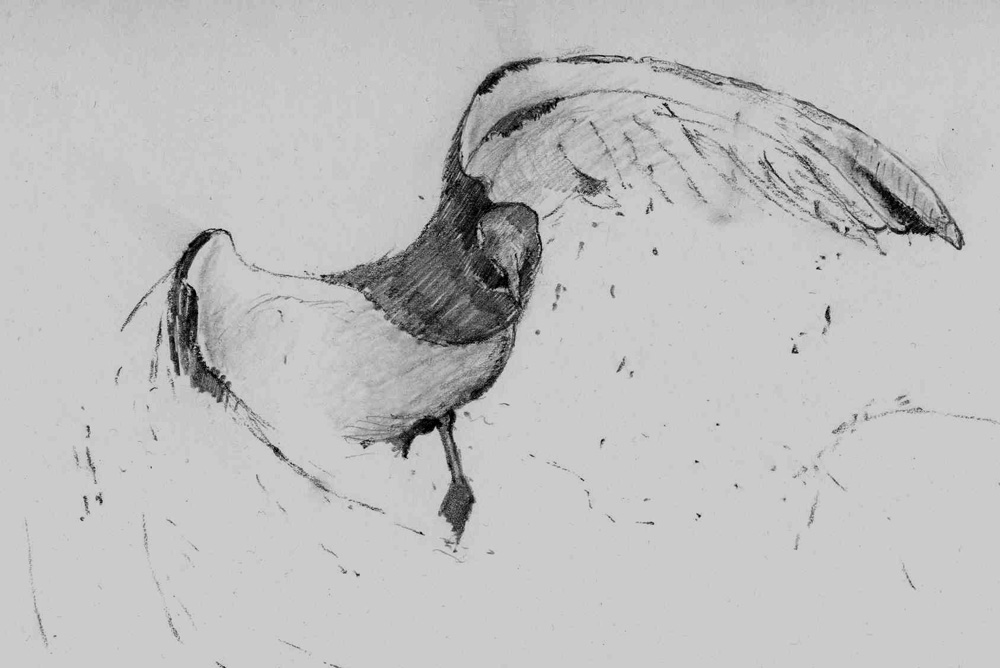 Oystercatcher 1 2009 Graphite on paper Approx 8 x 14ins