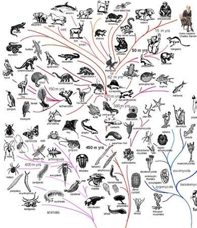 Biodiversity connectedness