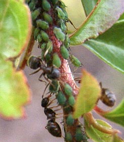 Ants milking greenfly
