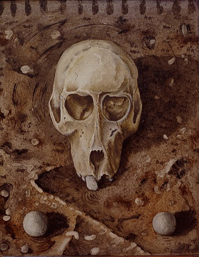 Baboon Skull Study Nov 1990